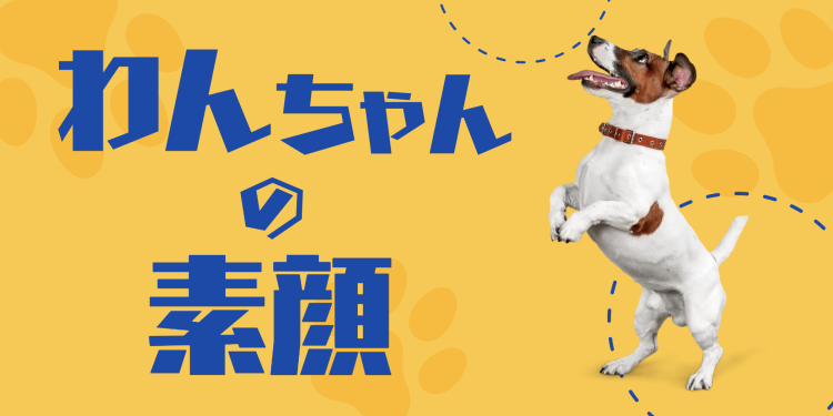 カワイイがいっぱい！ワンダーランド